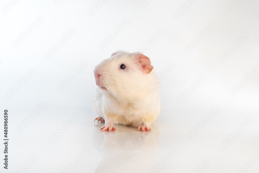 White Guinea pig isolated on a white background. Domestic guinea pig. White Guinea pig isolated on a white background. Domestic guinea pig.