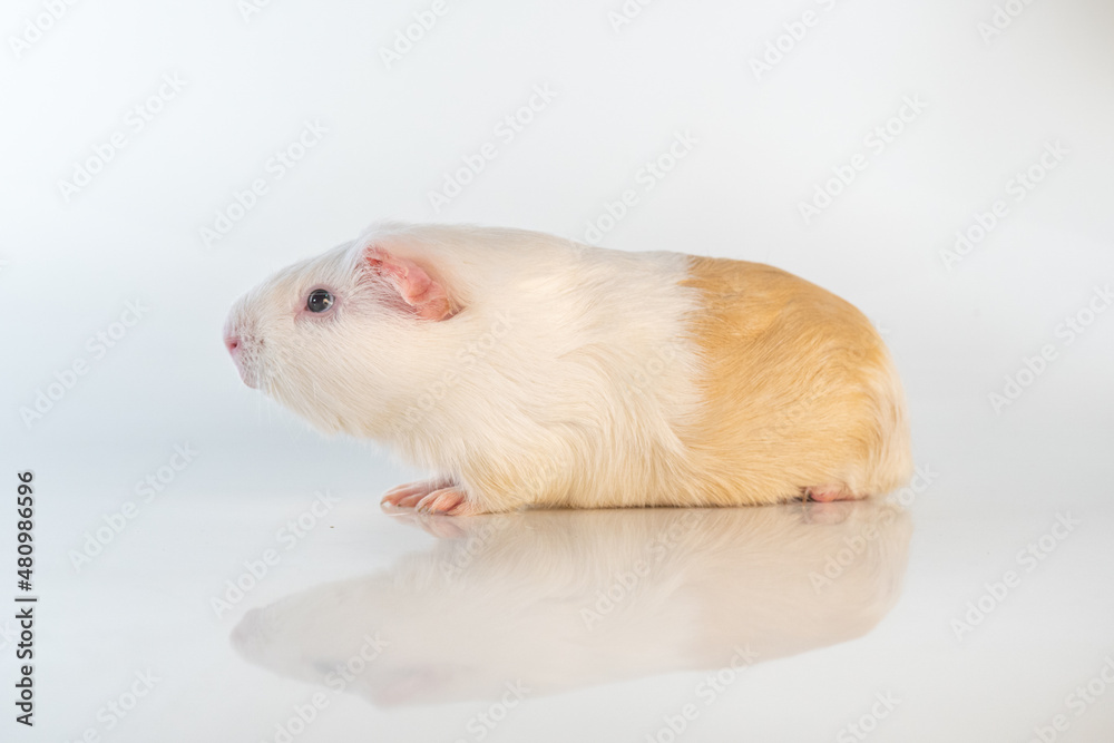 White Guinea pig isolated on a white background. Domestic guinea pig.