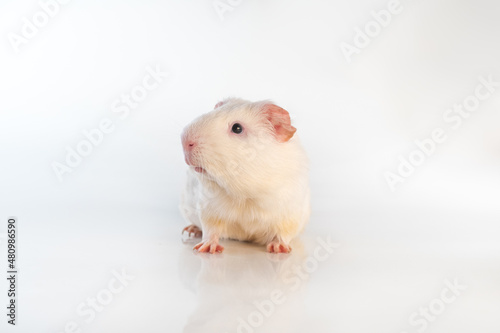 White Guinea pig isolated on a white background. Domestic guinea pig.