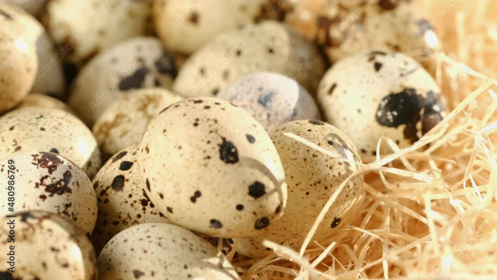Close-up of quail eggs a rotating . Bright colorful quail eggs. Macro. Selective focus