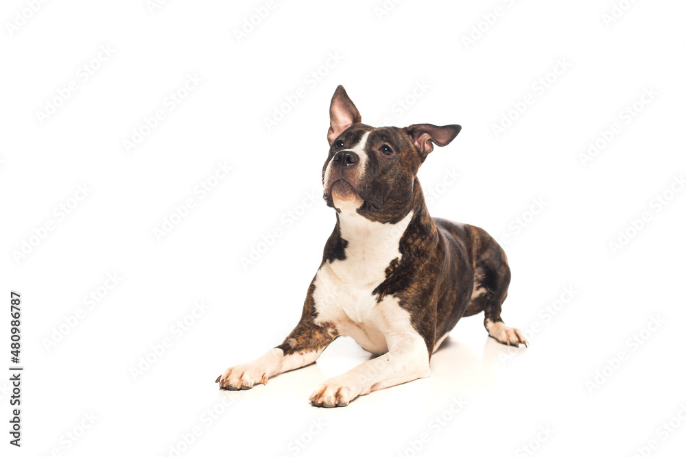 purebred american staffordshire terrier lying and looking away isolated on white.