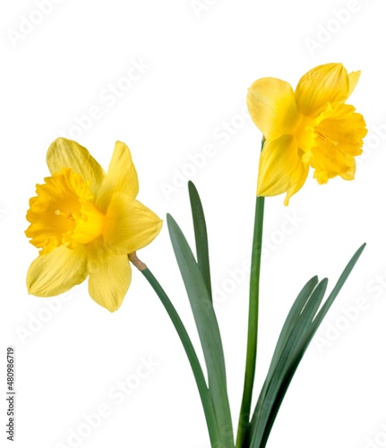 Fototapeta Naklejka Na Ścianę i Meble -  The spring cute yellow daffodils