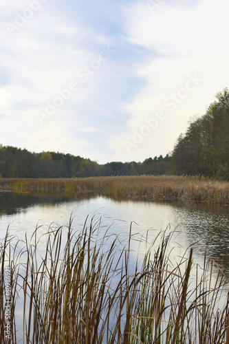 Fototapeta Naklejka Na Ścianę i Meble -  Las przy stawie 1