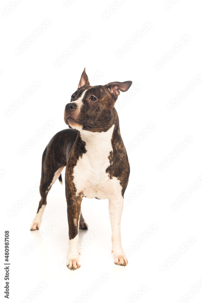 purebred american staffordshire terrier standing isolated on white.