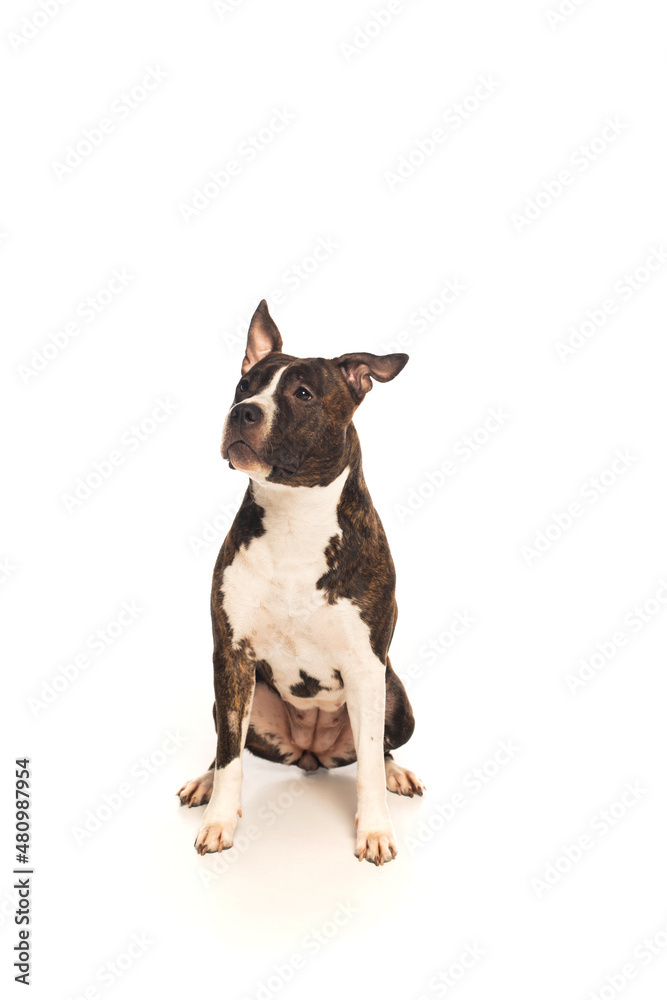 purebred american staffordshire terrier sitting isolated on white.