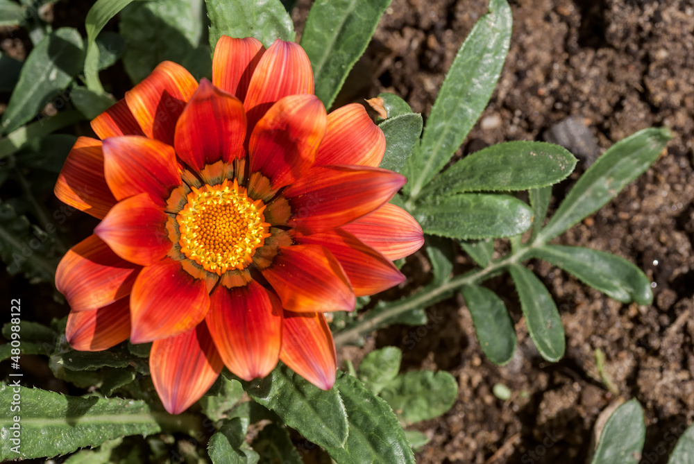 Treasure Flower (Gazania hybrida) in garden Treasure Flower (Gazania hybrida) in garden