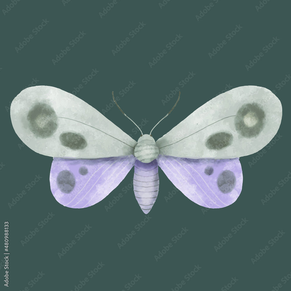 moth butterfly illustration