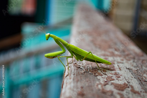 Green praying mantis on balcony