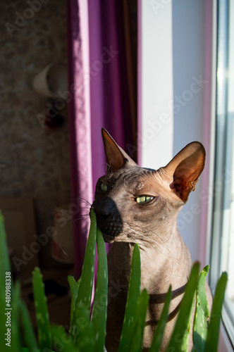 Portrait of black sphynx cat with aloe plant