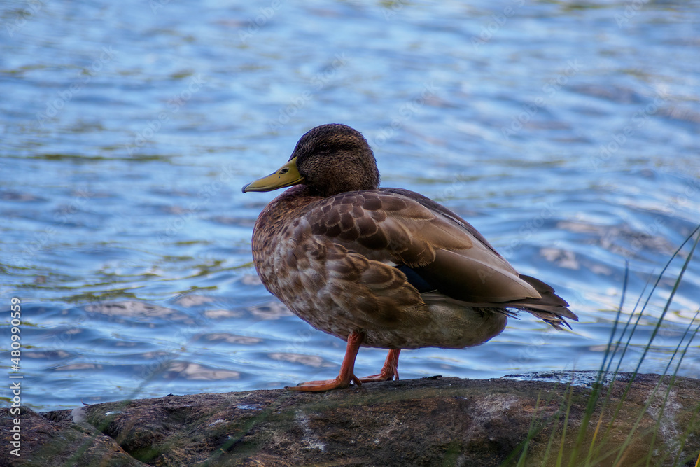 Mallard. Wild duck in its natural environment on the pond. Wild nature. Waterfowl.