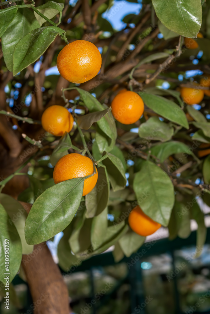 Calamondin (Citrofortunella microcarpa) in greenhouse Calamondin (Citrofortunella microcarpa) in greenhouse