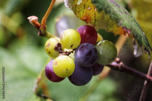 A beautiful vine with grapes at the beginning of growth.