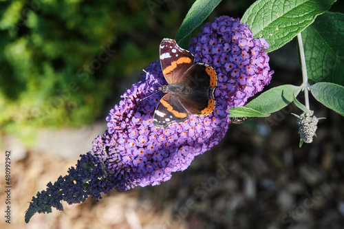 Vanessa atalanta, red admiral, feeding on summer lilac photo