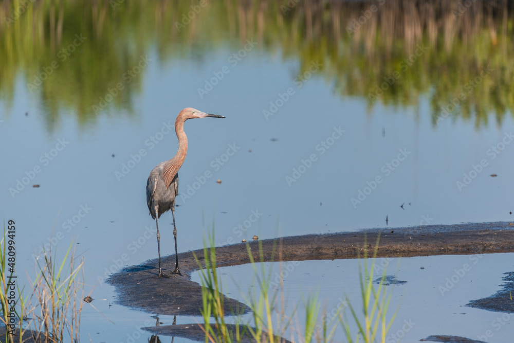Fototapeta premium The tricolored heron (Egretta tricolor)