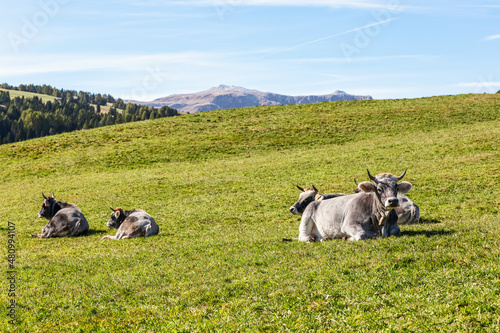 Gray cows lie on fresh green grass in an alpine pasture in Italy