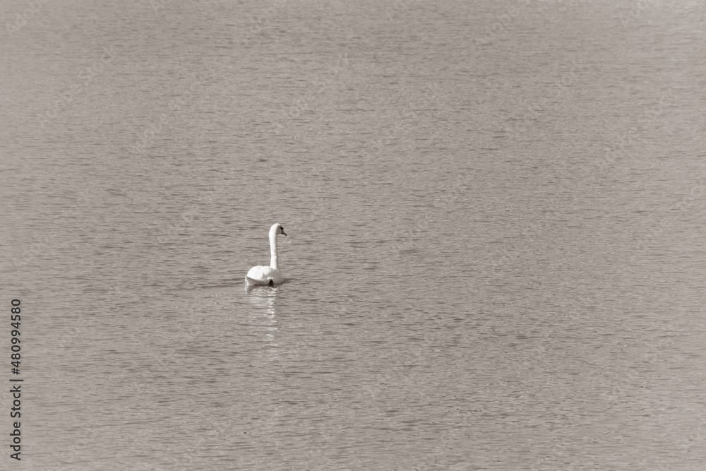 Duck on water scene. Duck water. Duck swim. Ducks swimming water Duck on water scene. Duck water. Duck swim. Ducks swimming water