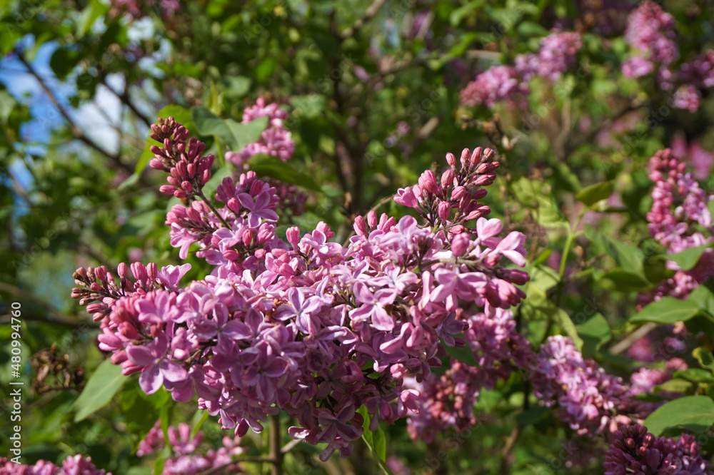 beautiful lilac bush in spring beautiful lilac bush in spring
