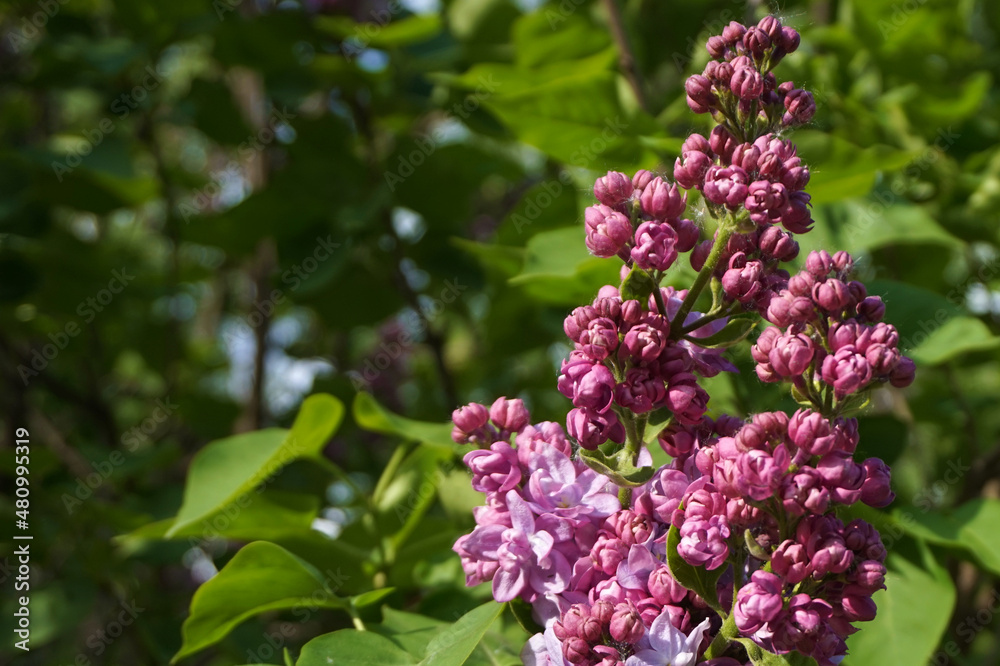 beautiful lilac bush in spring beautiful lilac bush in spring