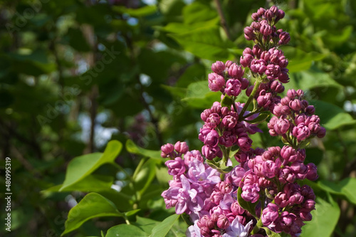  beautiful lilac bush in spring 