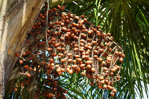 Aguaje palm fruit Buriti in typical umbels hanging from the tree (Mauritia flexuosa, arecaceae) , the palm is native to the tropical rainforest. Iranduba, Amazonas state, Brazil. photo