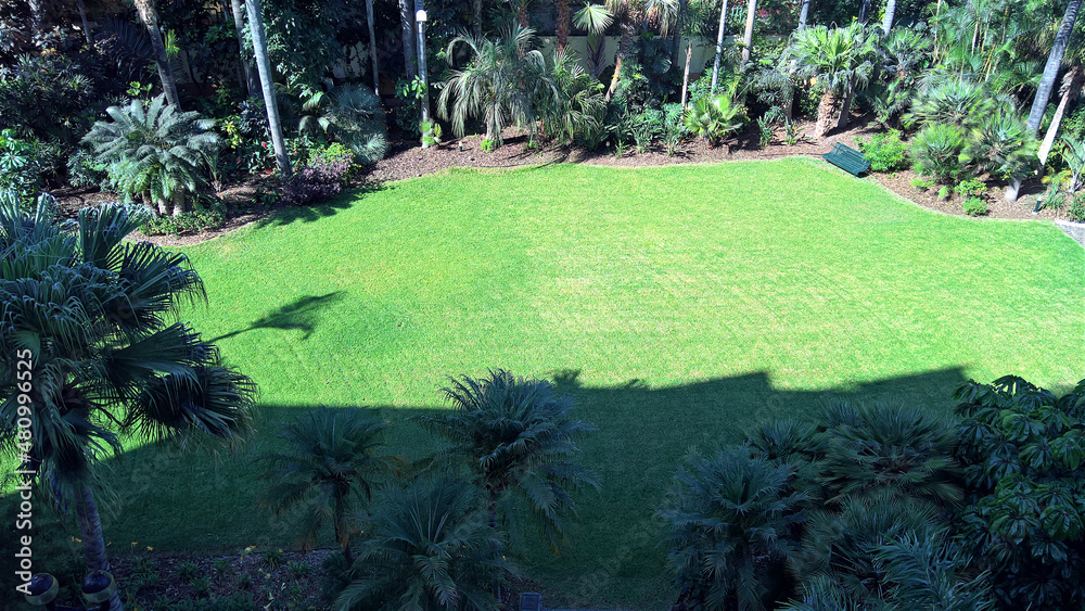 Obraz premium Palme, Hotel, Anlage, Garten, Urlaub, Teneriffa, Wiese