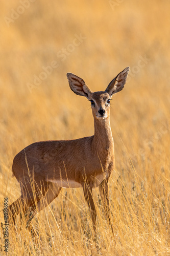 Steenbok in the Kgalagadi photo