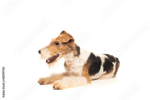 curly wirehaired fox terrier with open mouth lying isolated on white.