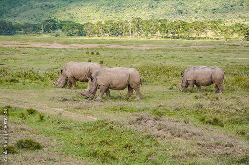 rhino s grazing in the open savannah