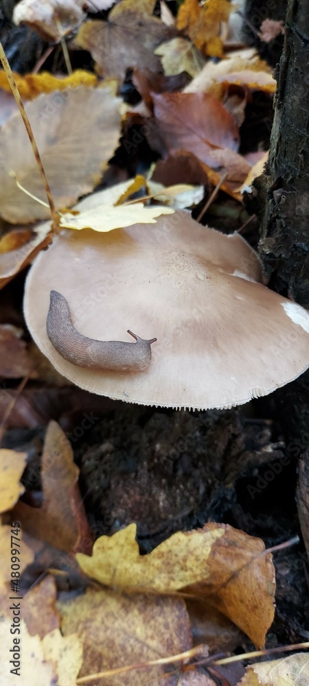 Thick slug on a forest mushroom in the autumn forest. Thick slug on a forest mushroom in the autumn forest.