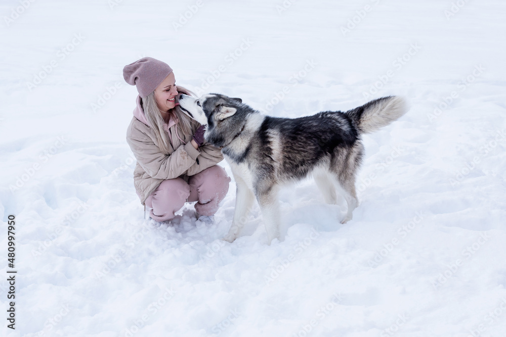 Naklejka premium Young woman playing with siberian husky dog in the snow on winter day, training and walking her pet dog. Friendship, lovely dog, best pet, dog for a walk with his owner