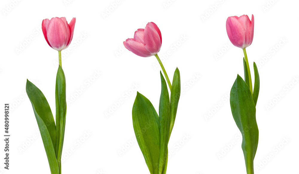 tulips isolated on white background tulips isolated on white background