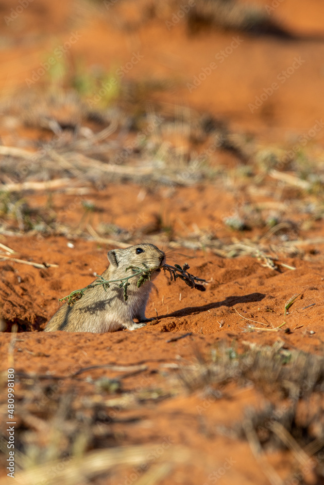Obraz premium Brant's Whistling Rat in the Kgalagadi