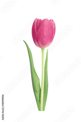 Wonderful pink tulips on a white background.