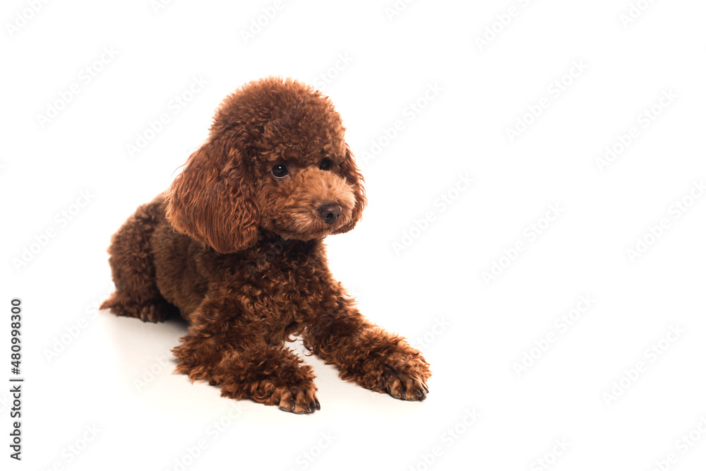 purebred brown poodle lying on white background.
