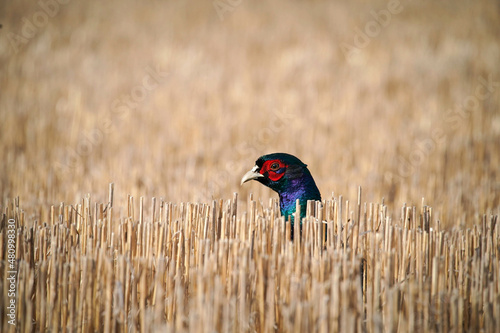 Photography Melanistic Mutant Pheasant Rooster