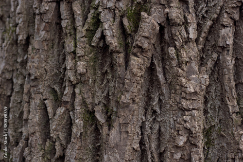 Landscape macro of textured oak bar with moss