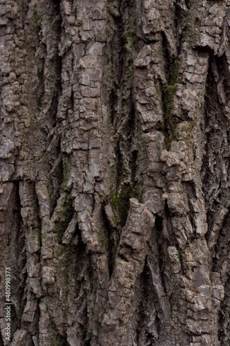 Fototapeta Naklejka Na Ścianę i Meble -  Portrait view of a close up textured oak bark