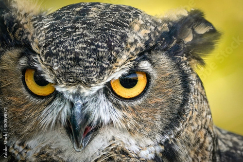 Great-horned Owl - Close-up © Bernie Duhamel