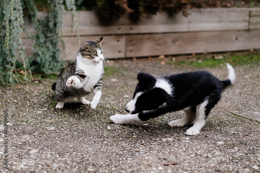 Cat and border collie puppy fighting in the garden