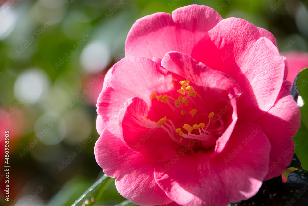 Fototapeta premium Pink tulip flower