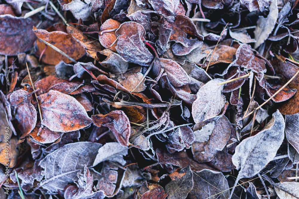 Top view of dry fallen leaves frozen Top view of dry fallen leaves frozen