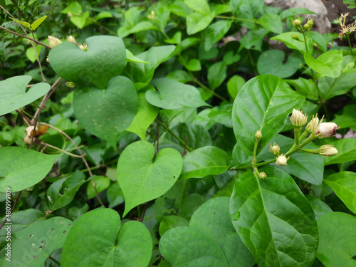 Wallpaper Mural wild strawberry plant Torontodigital.ca