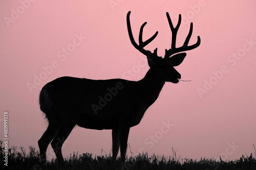 Mule Deer Buck - Silhouette - Sunrise © Bernie Duhamel