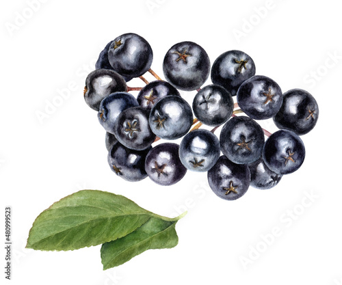 Bunch of chokeberry aronia berry with leaves watercolor illustration isolated on white background. photo