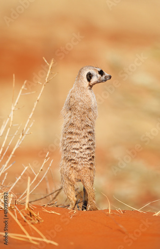 A very cute meerkat stands in the Kalahari Desert, Namibia © Nataliya