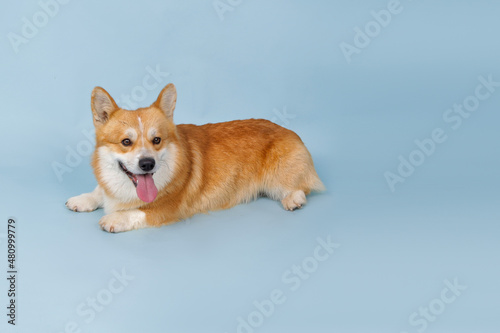 A Corgi dog on a blue background, a place for text