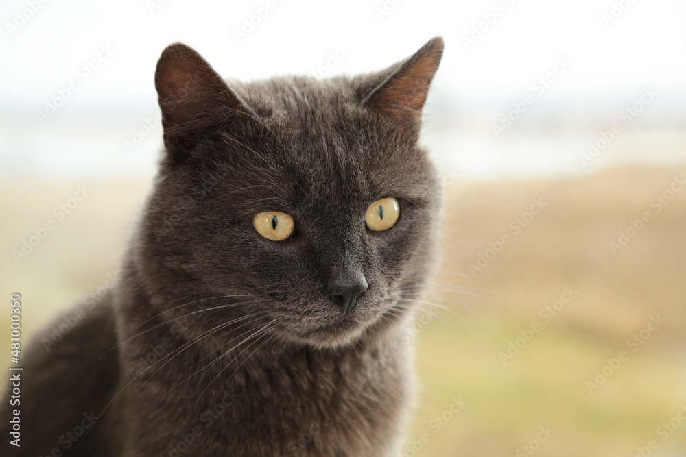 Beautiful grey cat sit on the windowsill