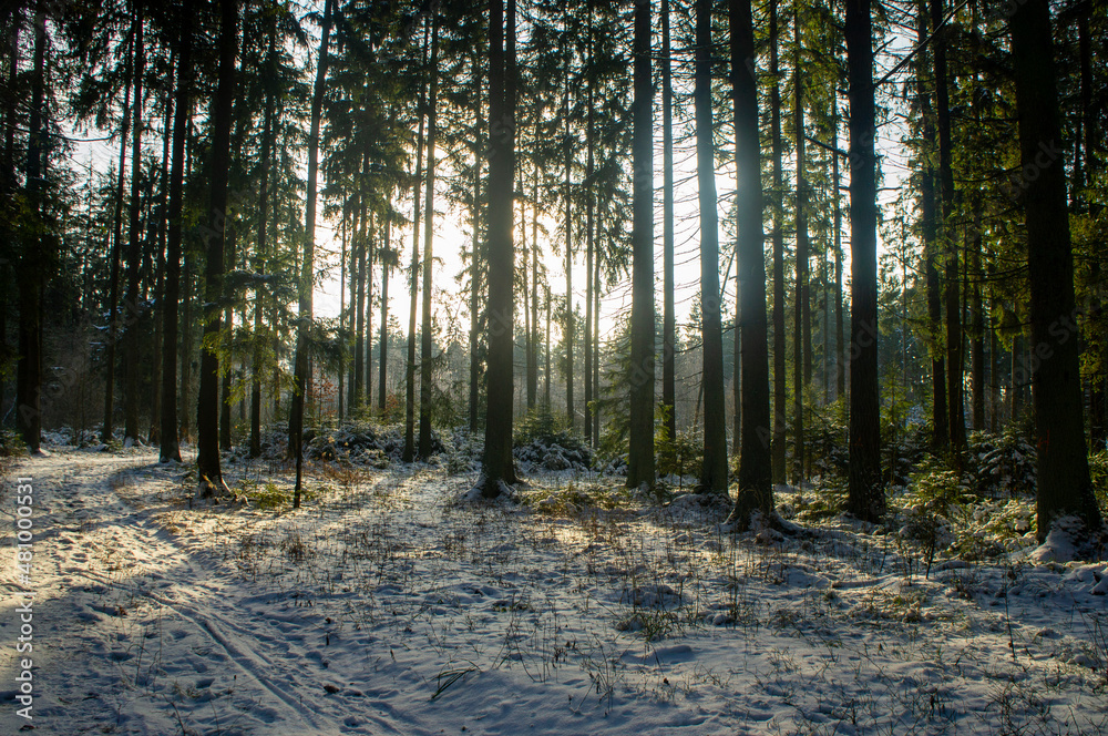 Fototapeta premium Beautiful forest landscape for the background. The light of the sun through the trees in winter at sunset.