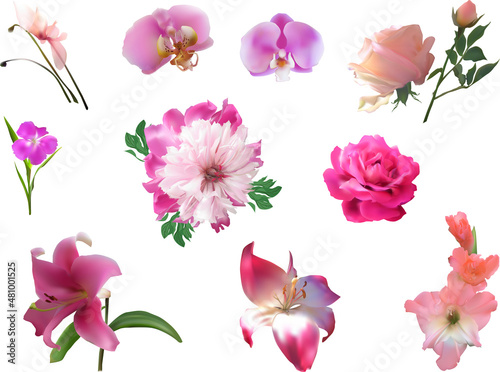 set of ten pink flowers isolated on white