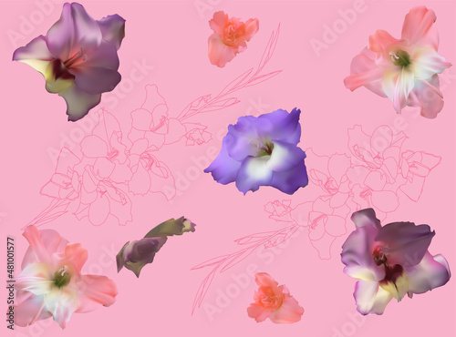 Wallpaper Mural group of gladiolus blooms isolated on pink Torontodigital.ca